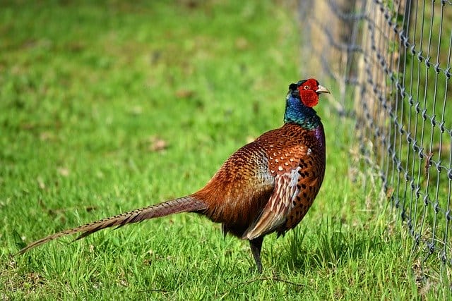 male-pheasant-names