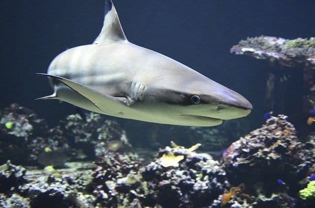 130+ Best Shark Names - Good Ways To Name Your Shark - PetPress