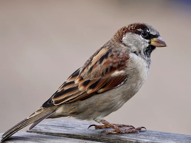 male-sparrow