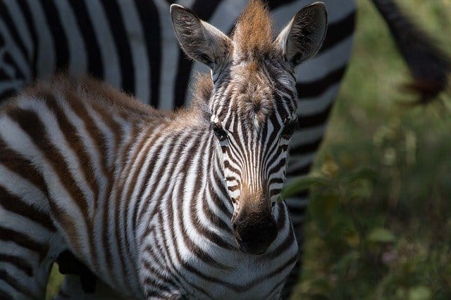 male-zebra
