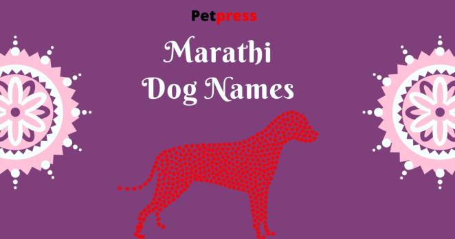 marathi-dog-names
