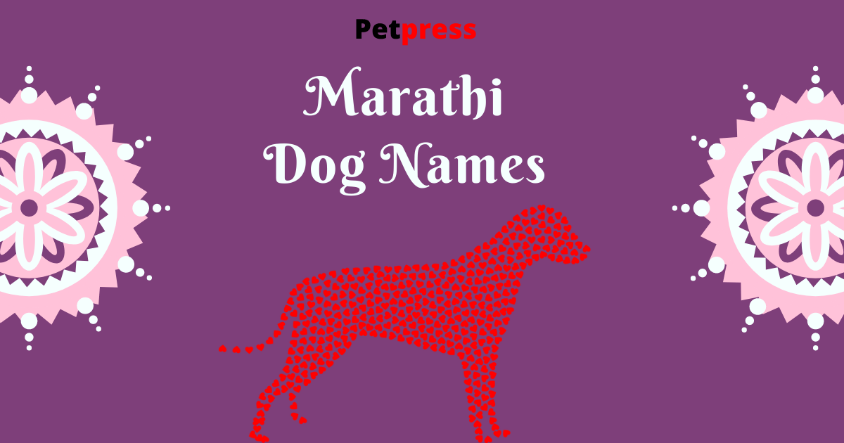 120+ Best Marathi Dog Names - Popular Male & Female Marathi Dog Names -  PetPress