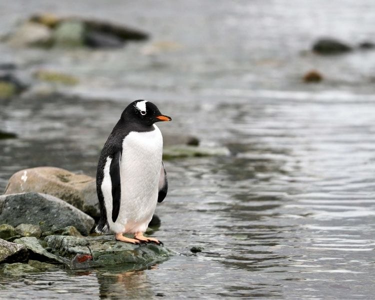 penguin name generator for a medium female penguin