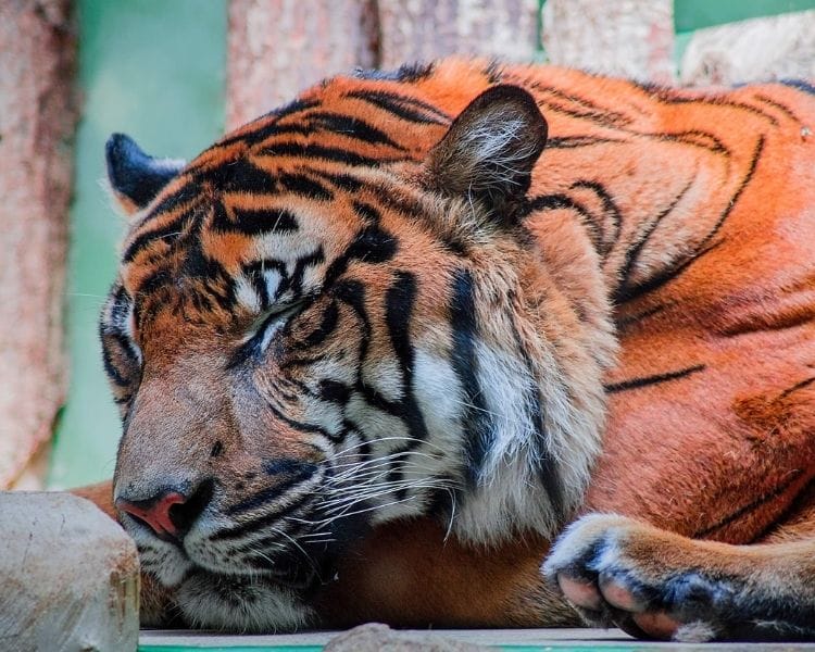 tiger name generator for a medium female tiger