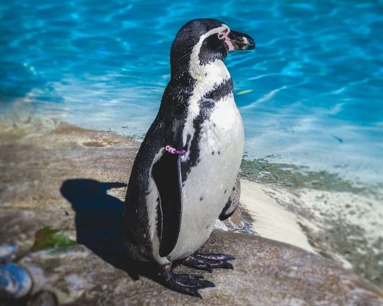 penguin name generator for a medium female penguin
