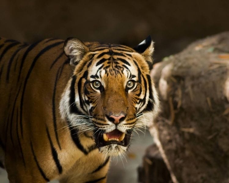 tiger name generator for a medium tiger