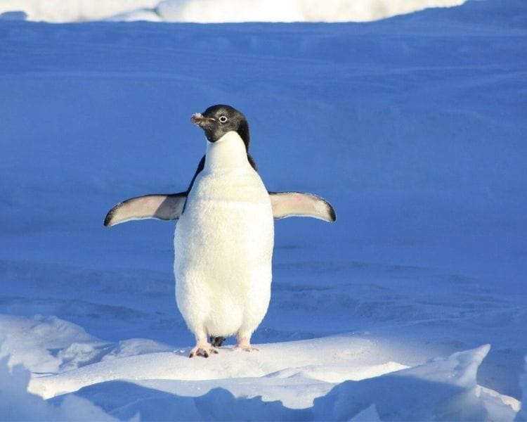 penguin name generator for a medium penguin