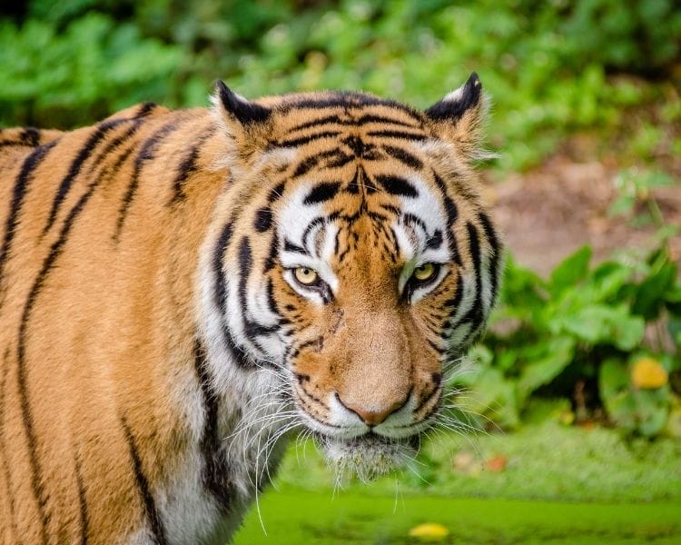 tiger name generator for a medium female tiger