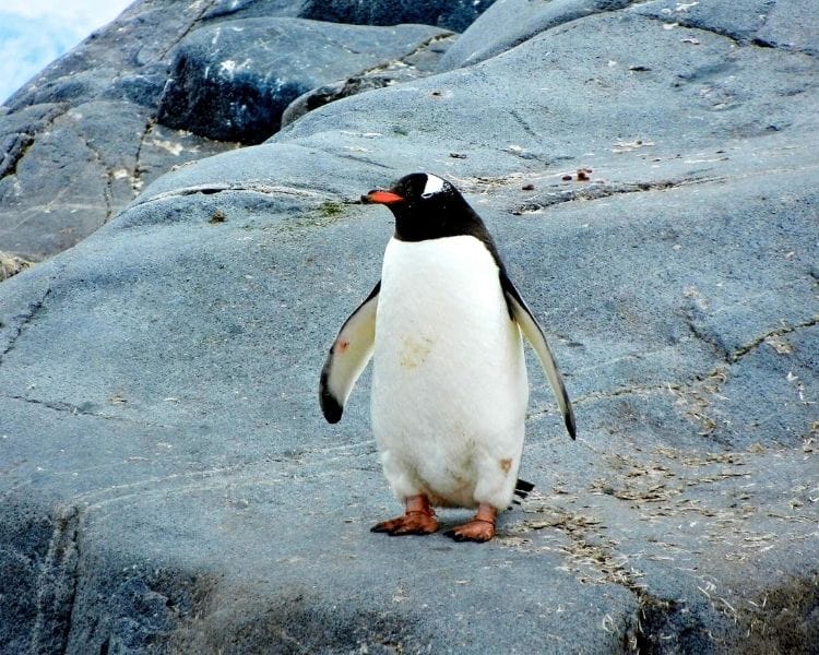 penguin name generator for a medium penguin