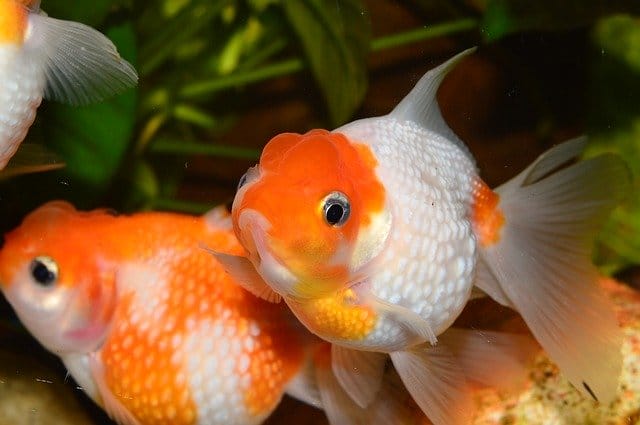 pairs-goldfish