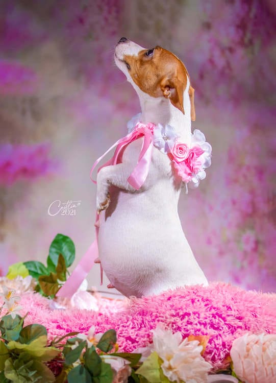 pregnant dog with an adorable maternity photoshoot
