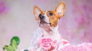 pregnant dog with an adorable maternity photoshoot - close up
