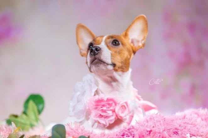 pregnant dog with an adorable maternity photoshoot - close up