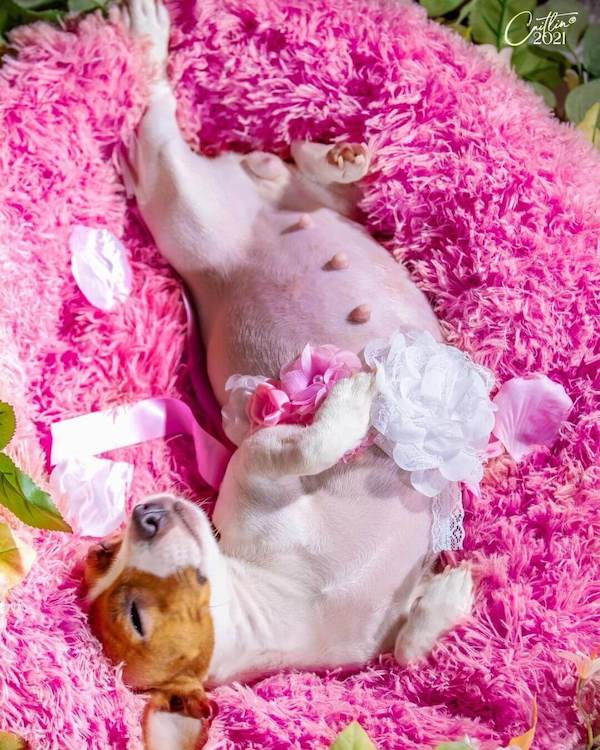 pregnant dog with an adorable maternity photoshoot