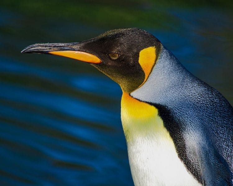 penguin name generator for a pet penguin
