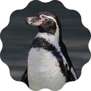 create the best penguin name in this penguin name generator