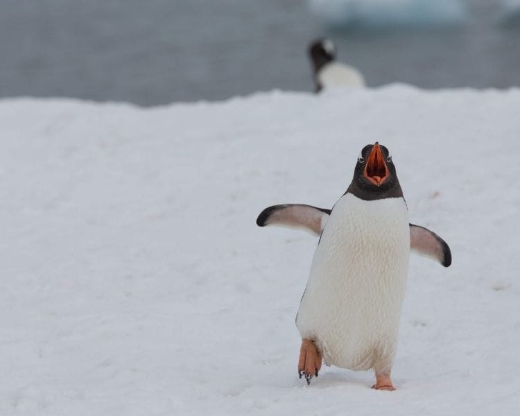 penguin name generator for a pet penguin