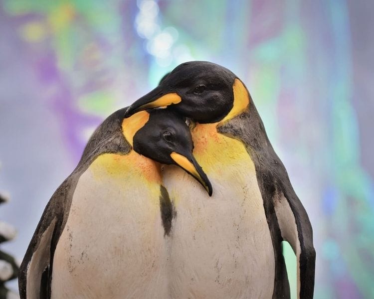 penguin name generator for a pet penguin