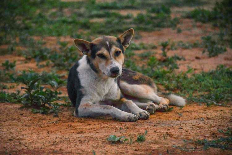 100-best-dog-names-in-sanskrit-male-female-petpress