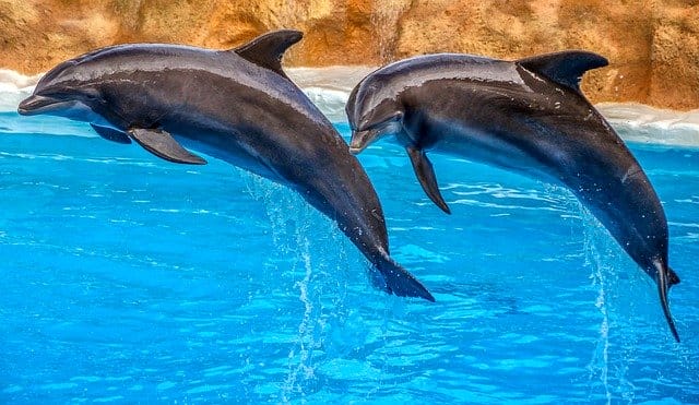 190+ Best Dolphin Names - Best Ways To Name Your Dolphin - PetPress