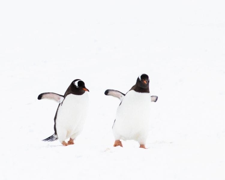 penguin name generator for a small female penguin