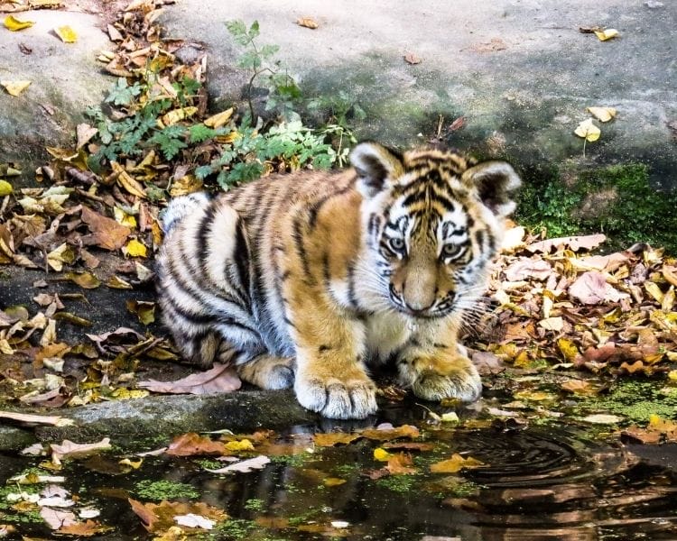 tiger name generator for a baby female tiger