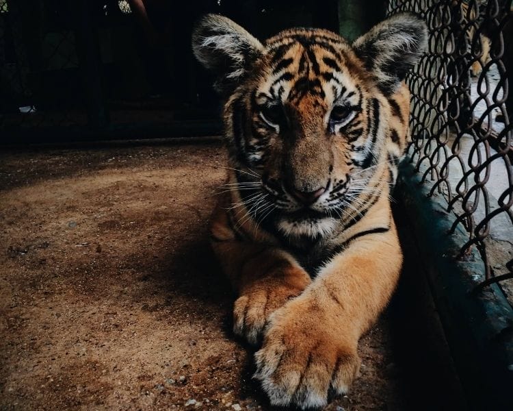 tiger name generator for a baby tiger