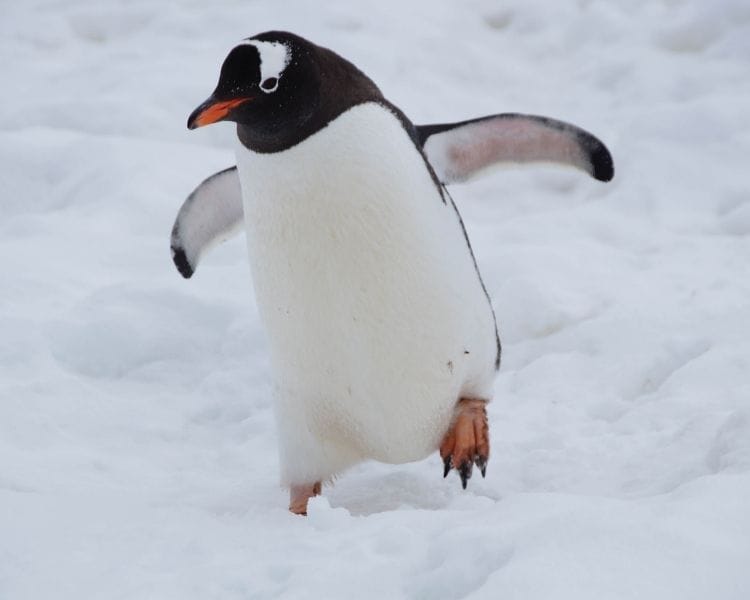 penguin name generator for a small female penguin