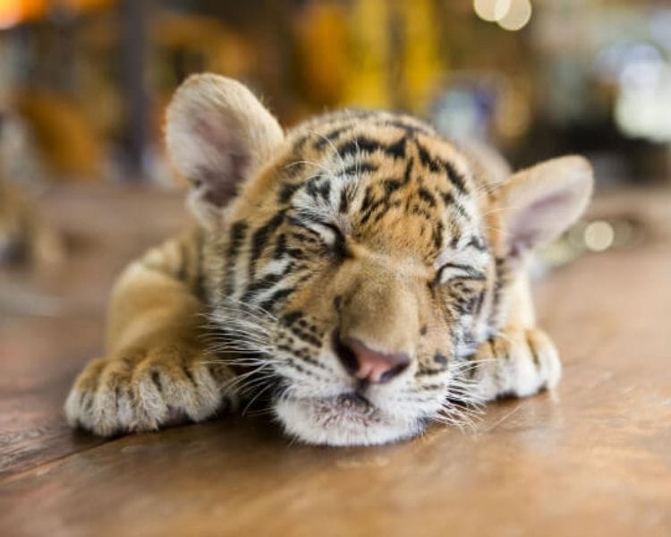 tiger name generator for a baby female tiger