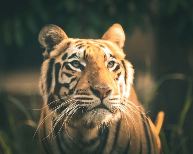 tiger name generator for a baby tiger