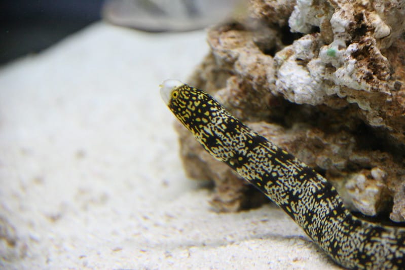 snowflake-eel