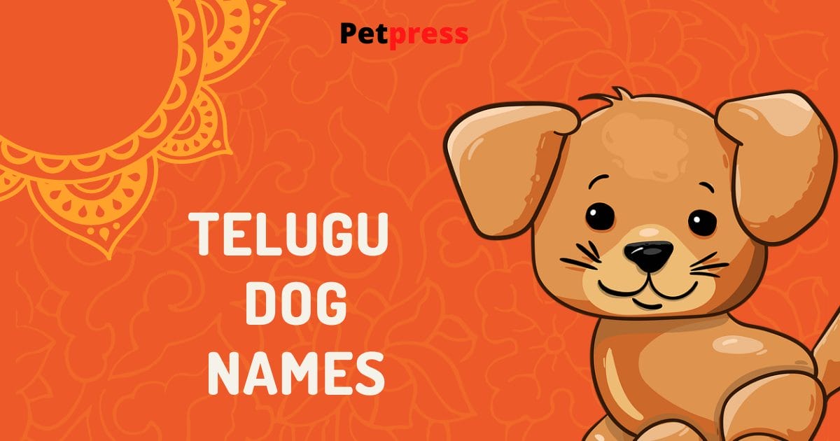 80+ Best Telugu Dog Names - Popular Male & Female Telugu Dog Names -  PetPress