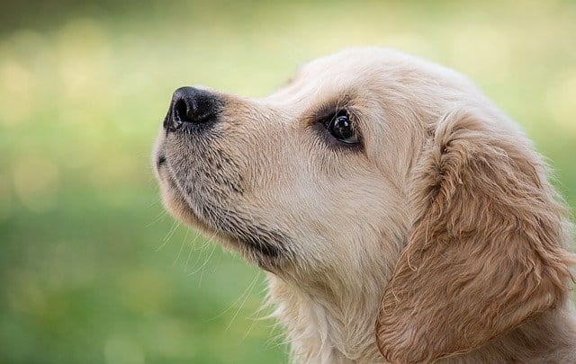 kannada-dog-names