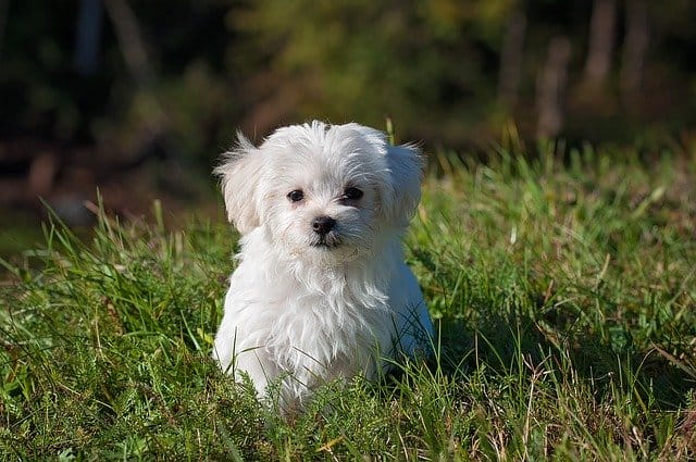 80 Best Telugu Dog Names Popular Male Female Telugu Dog Names 80-best-telugu-dog-names-popular-male-female-telugu-dog-names