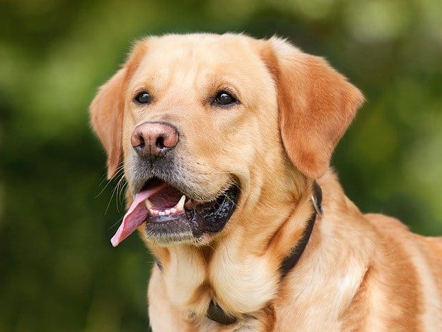 80+ Best Telugu Dog Names - Popular Male & Female Telugu Dog Names - PetPress 80+ Best Telugu Dog Names - Popular Male & Female Telugu Dog Names - PetPress