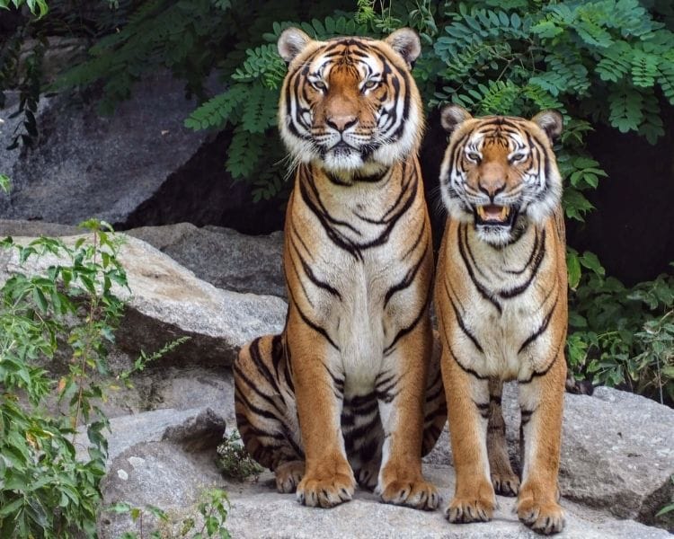 tiger name generator for a pet