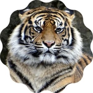 create the best tiger name from this generator