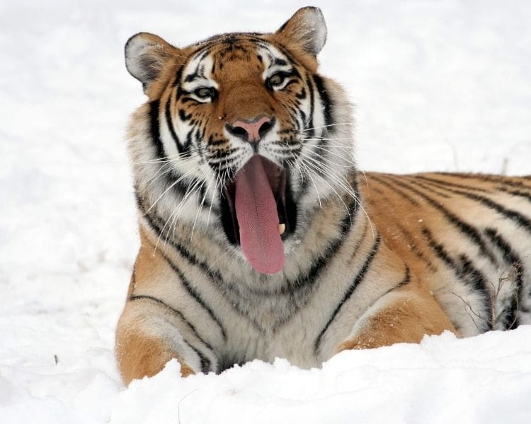 tiger name generator for a pet