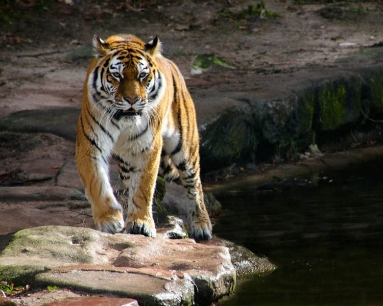 tiger name generator for a pet