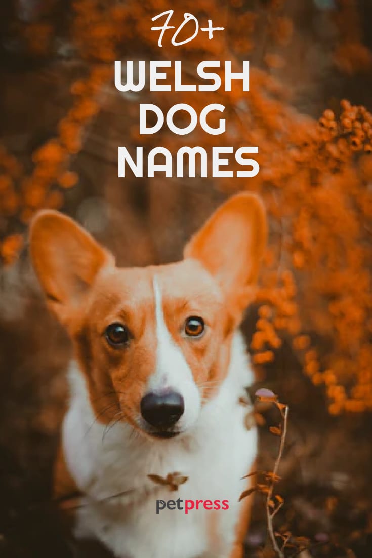 70+ Welsh Dog Names With Meanings PetPress