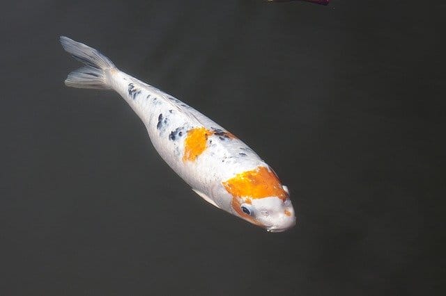 white-fish