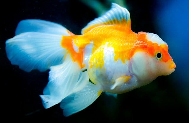 white-goldfish