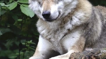 best wolf names for naming a pet wolf