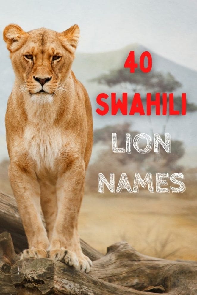 swahili lion names for naming a lion
