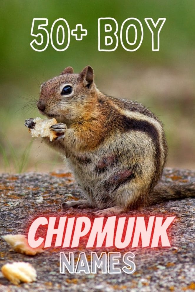 boy chipmunk names for naming a pet male chipmunk