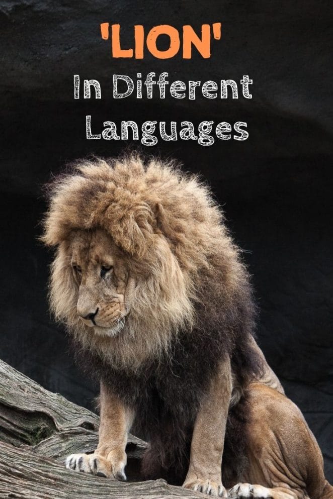 lion in different languages