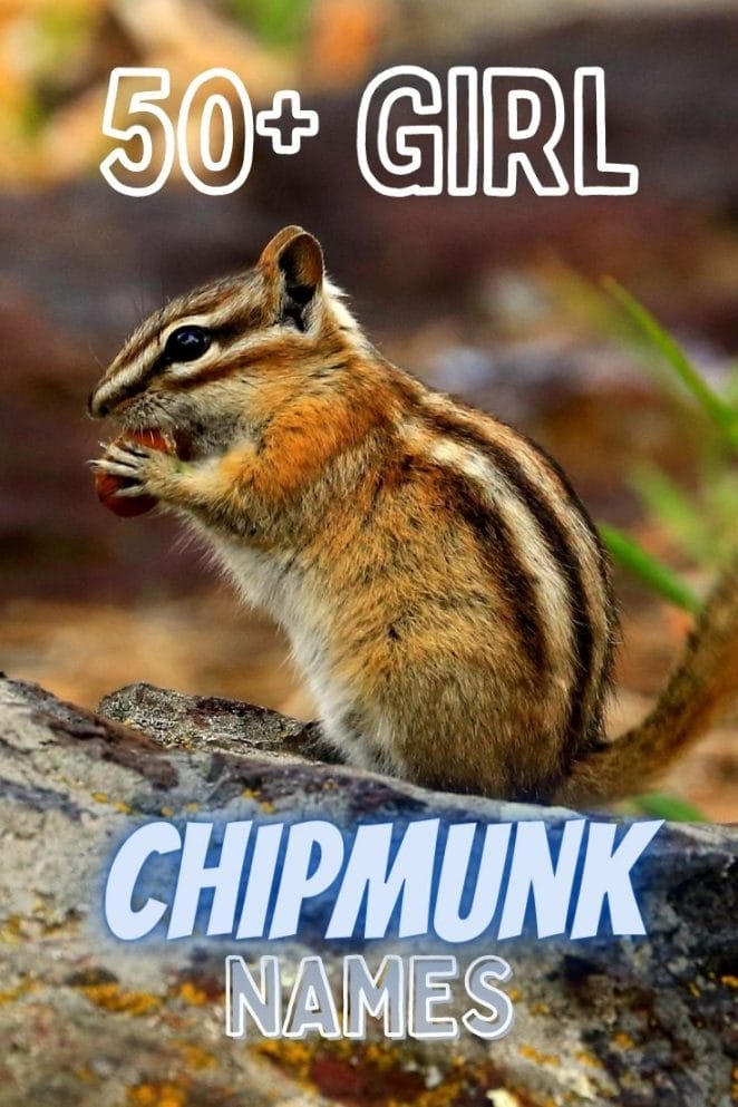 girl chipmunk names for naming a pet female chipmunk