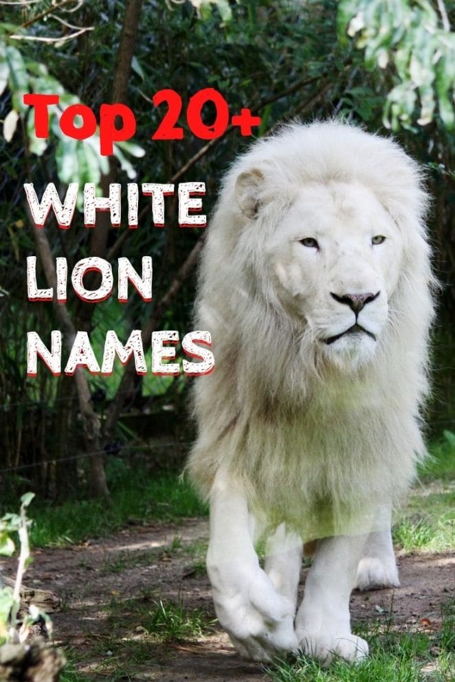 white lion names for naming a lion