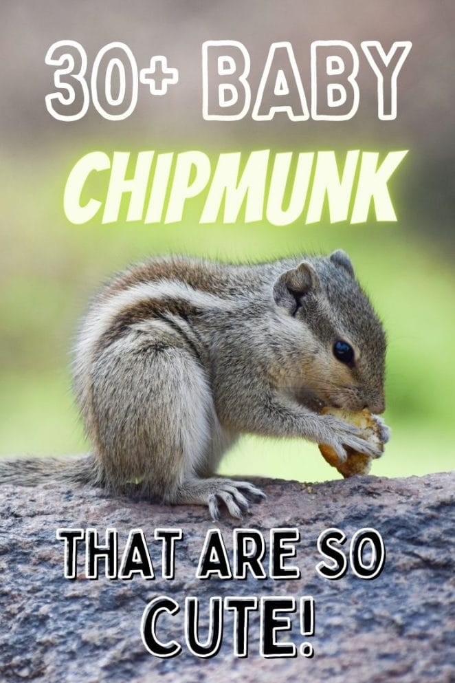baby chipmunk names for naming a cute chipmunk