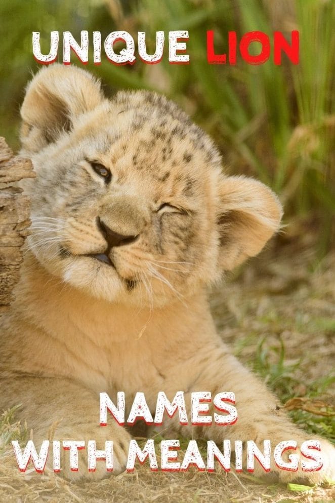 unique lion names for naming a lion